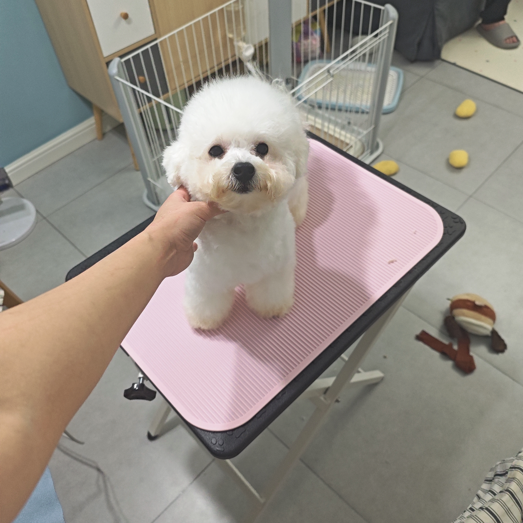 标体比熊妹妹六个月爸爸赛级血统会定点只找个人家养不议价